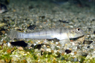 Awaous flavus femelle adulte © Frédéric Fasquel