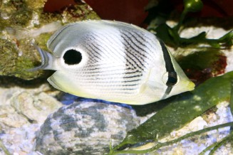 chaetodon_capistratus_maao_fevrier_2019_photo_ff_002.jpg