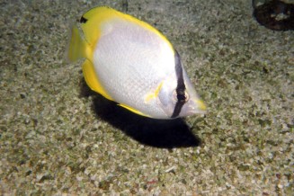chaetodon_ocellatus_maao_photo_ff_1929.jpg