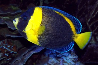 Chaetodontoplus duboulayi femelle adulte © Fréderic Fasquel