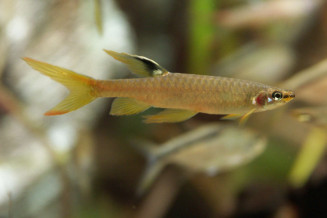 copella_arnoldi.jpg