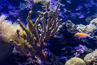 corail