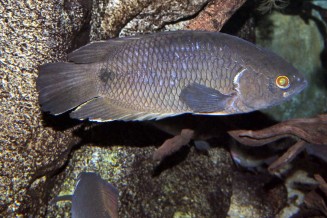 ctenopoma_kingsleyae_adulte_maao_photo_ff_.jpg