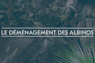 demenagement_albinos.jpg