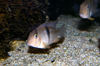 guianacara_geayi_maao_photo_ff.jpg