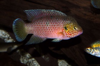 hemichromis_stellifer_male_adulte_maao_photo_ff_.jpg