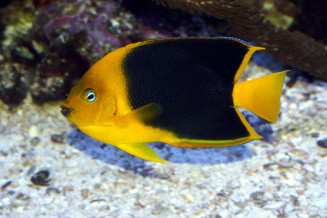 holacanthus_tricolor_maao_fevrier_2019_photo_ff_094.jpg