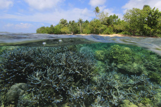 IRD exposition Récifs coralliens