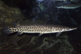 lepisosteus_spp_maao_photo_ff_14.jpg