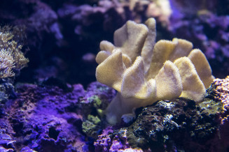 lobophyton_sp.jpg