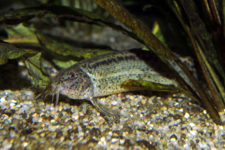 misgurnus_anguillicaudatus_maao_octobre_2018_photo_ff_017.jpg