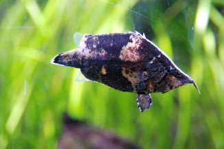 monocirrhus_polyacanthus.jpg
