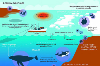 Processus majeurs du changement global dans l'océan Austral