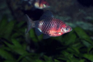 pethia_nigrofasciatus_male_adulte_maao_photo_ff_.jpg