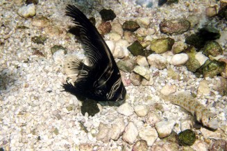 platax_batavianus_juvenile_maao_photo_ff_.jpg