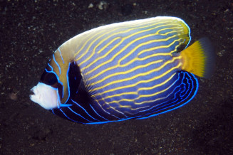 Pomacanthus imperator en fin de livrée intermédiaire © Fréderic Fasquel