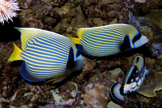 Pomacanthus imperator adultes femelle à droite et mâle à gauche © Fréderic Fasquel