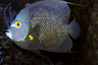 Pomacanthus paru adulte © Fréderic Fasquel