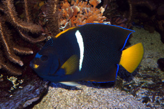 Pomacanthus passer adulte © Fréderic Fasquel