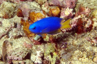 pomacentrus_coelestis_adulte_in_situ_photo_ffr.jpg