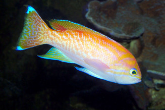 pseudanthias_bimaculatus_maao_photo_ff.jpg