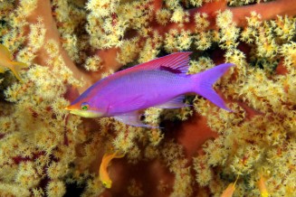pseudanthias_tuka_male_adulte_in_situ_bohol_philippines_photo_ff_.jpg
