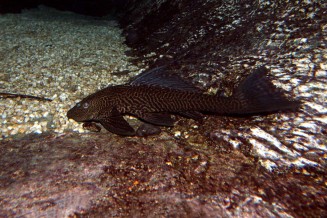 pterygoplichthys_anisitsi_adulte_maao_photo_ff_thai_dec_19_2011.jpg