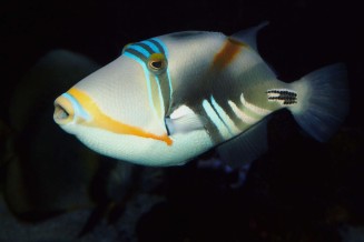 Rhinecanthus aculeatus © Fréderic Fasquel