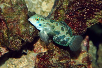 Synchiropus picturatus male adulte © Fréderic Fasquel