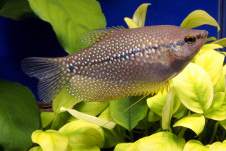 Trichopodus leerii femelle adulte sauvage de Thailande © Frédéric Fasquel