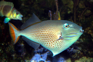 Xanthichthys ringens adulte toutes nageoires déployées, une dorsale et le vestige du  premier rayon anal © Fréderic Fasquel
