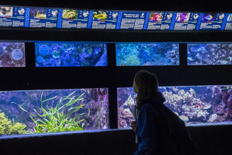 Aquarium tropical. Photo Anne Volery