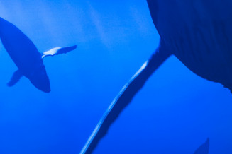 Vue de deux baleines avec le dispositif "le Spot" à l'Aquarium tropical