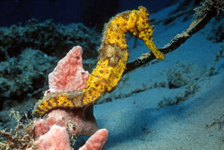 hippocampus_reidi_f_patrick_louisy.jpg