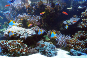 Bac d'un récif coraillien de Nouvelle Caledonie 
