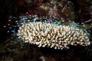 Chromis viridis : le groupe de juvéniles ne quitte pas la proximité du corail et plonge entre ses branches pour se proteger en cas de danger © Fréderic Fasquel