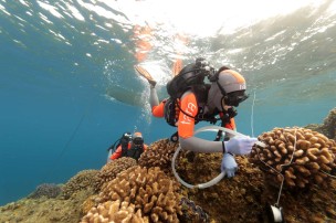 tara expedition sampling water around corals in japan