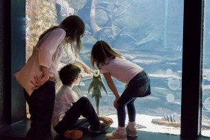 aquarium tropical (1)