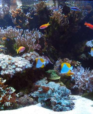 Bac d'un récif coraillien de Nouvelle Caledonie 