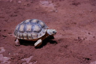 tortue sillon