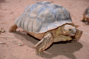 tortue sillon