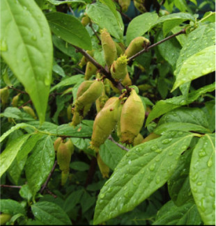 chimonanthe (9)