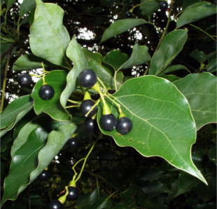 cinnamomumcamphora (1)