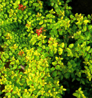 lonicera nitida (11)