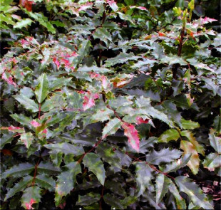 mohoniaaquifoiliumatropurpurea (2) .jpg