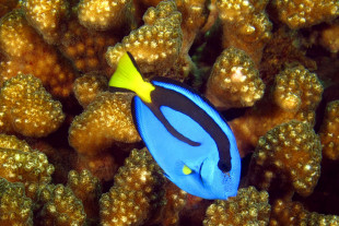 p_hepatus_juvenil_ne_s_eloigne_pas_de_l_abri_sur_que_lui_procure_le_corail_photo_ff.jpg