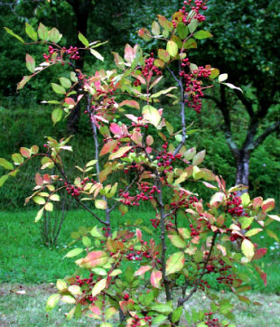 poivrierdusichuan (4)