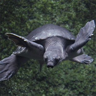 tortue nez de cochon