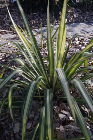 yucca (8)