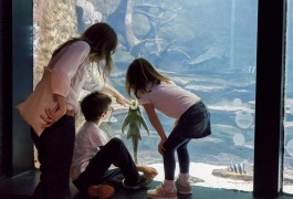 aquarium tropical (1)